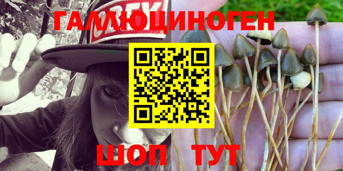 Псилоцибиновые грибы Psilocybine cubensis Тосно